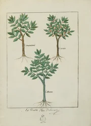 Illustration aus dem Buch der einfachen Heilmittel von Mattheaus Platearius (gest. um 1161) c.1470